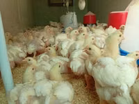Chickens — الصورة 1