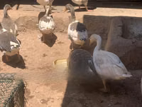 Geese — फ़ोटो 2