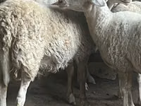 Carnero, Assaf sheep — foto 2