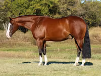 公马, Quarter Horse — 照片 2