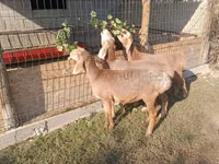 Sheep, Arashan sheep — photo 2