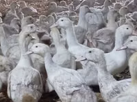 ليندا — الصورة 1