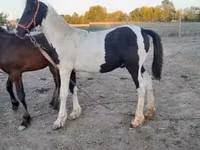 घोड़ा, Friesian — फ़ोटो 1