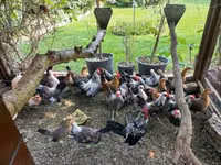 Bantam holandés — foto 2