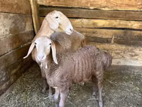 Kondoo jike, Afghan Arabi sheep — picha 3