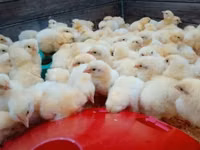 Chickens — picha 2