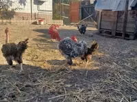 डेनिश हेन — फ़ोटो 2
