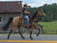 فرس, Missouri foxtrotter — الصورة 8