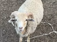 كبش, Merino sheep — الصورة 1
