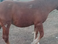 Caballo, Russian Heavy Draft — foto 7