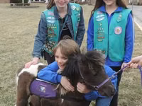 Hengst, Miniature horse — Foto 1