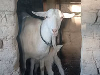 Mbuzi jike, Saanen goat — picha 4