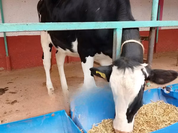 Ng'ombe jike, Banda la Holstein