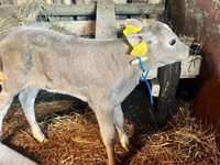 गाय, Charolais cattle — फ़ोटो 2