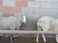 母羊, Sheep — 照片 7