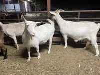 बकरी, Kamori goats — फ़ोटो 2