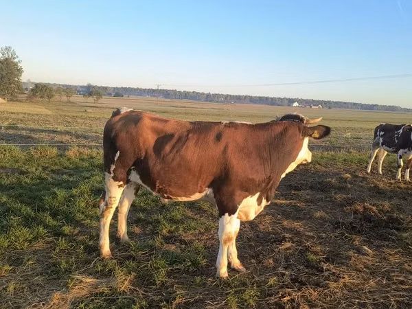 Ng'ombe jike, Simmental cattle