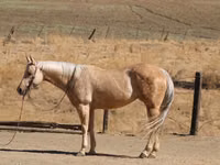Farasi jike, Quarter Horse — picha 7