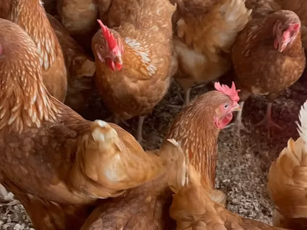 Chickens