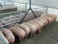 Premixuri pentru animale şi păsări — picha 5