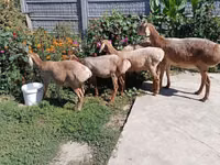 भेड़, Arashan sheep — फ़ोटो 4
