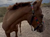 حصان, Tiger horse — الصورة 1