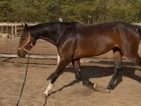 Hengst, Hanoverian — Foto 3