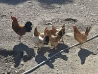 Chickens — 照片 1