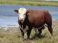 Toro, Cabeza Blanca Ucraniana — foto 2