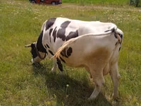 Kuh, Russian Black pied cattle — Foto 2