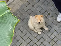 🐶 SATILIR – ÇAU-ÇAU Erkək Çau-Çau balasıdır. 2 aylıqdır, rəngi ağdır — photo 2