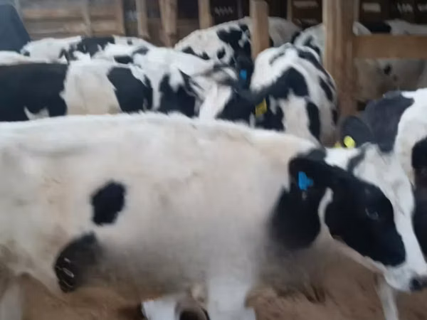 母牛, Holstein breed — 肯尼亚
