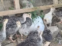 Turkeys — picha 3