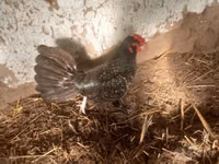 Japanisches Bantam — Foto 2