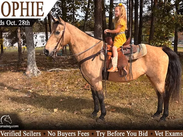 Stute, Rocky Mountain Horse