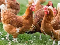 Chickens — Foto 2