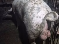 خنزير ذكر — الصورة 1
