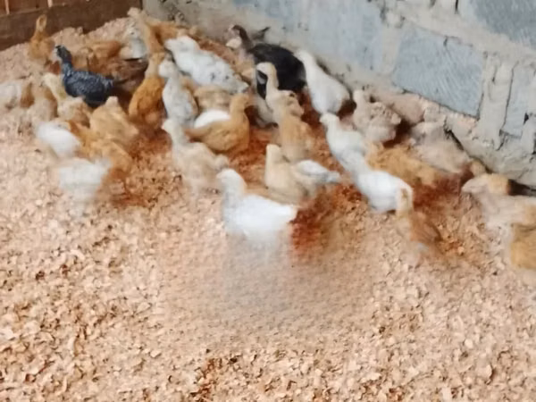 Chickens