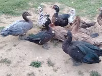Ducks — photo 2