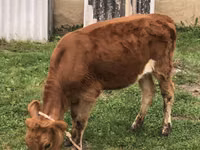 Ng'ombe jike, Simmental cattle — picha 1