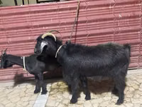 Mbuzi jike, Mbuzi — picha 1
