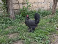Chickens — Foto 5