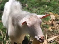 Mbuzi dume, Saanen goat — picha 3