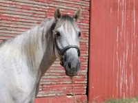 Farasi dume, Tennessee Walking Horse — picha 4