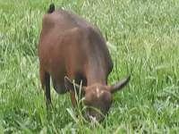 Mbuzi jike, Irish goat — picha 8