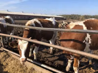 Vaca, Raza rojo-moteada — foto 1
