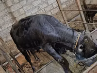 Bulle, Aberdeen-Angus — Foto 1