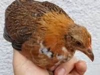 Chickens — الصورة 3