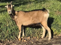 Ziege, Alpine goat — Foto 7