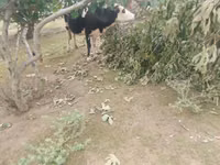 بقرة, Simmental cattle — الصورة 5